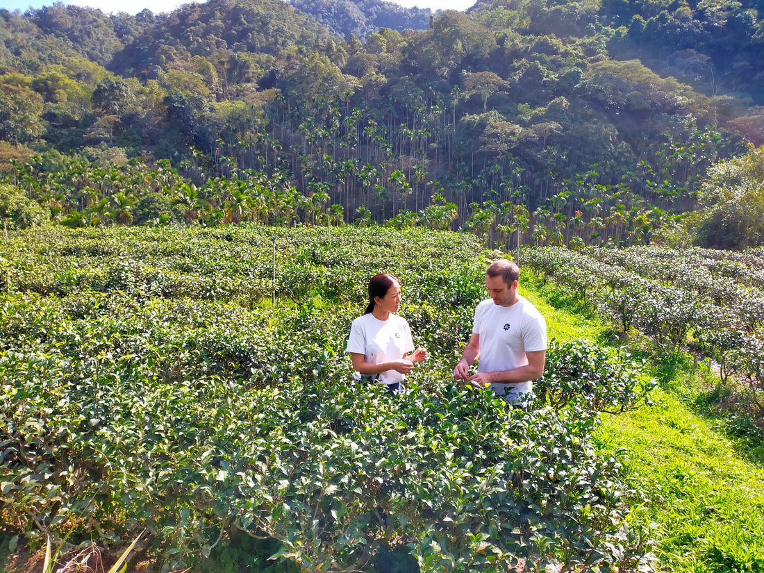 Where Is TeaJoy Made, and Who Makes It? - TeaJoy